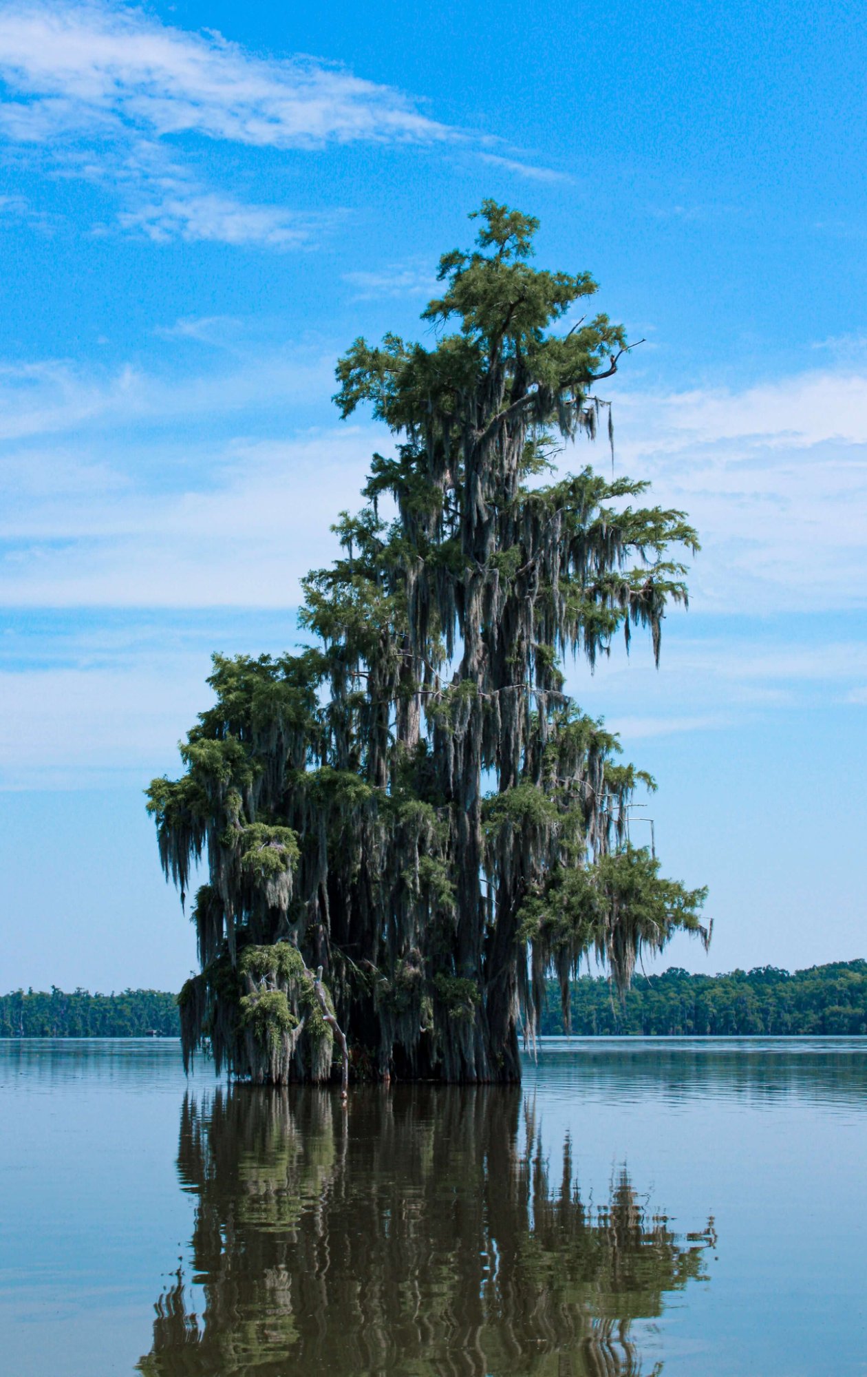 Lake Martin Louisiana scenic bayou