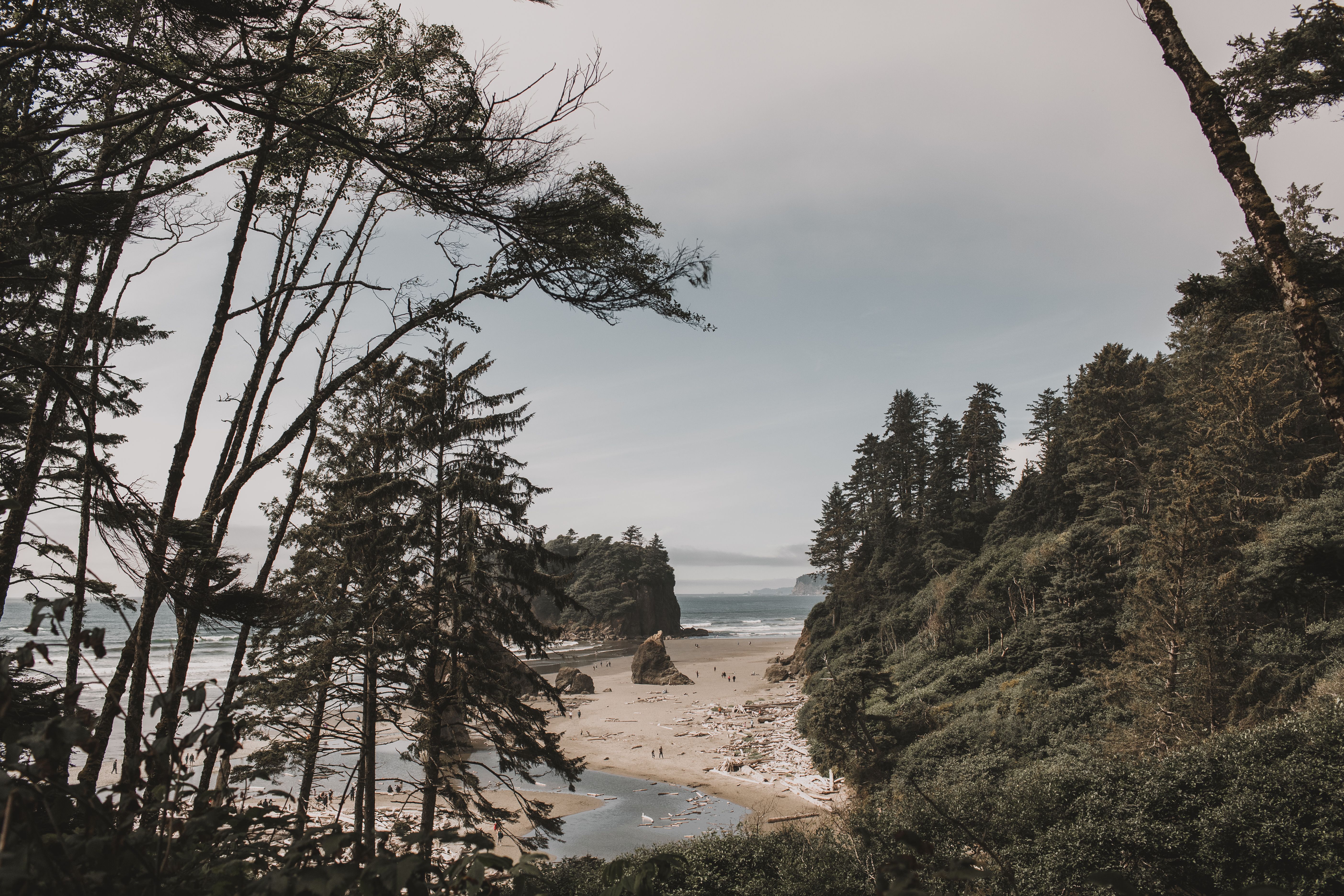 Evergreen trees lining a rugged coastline at dusk