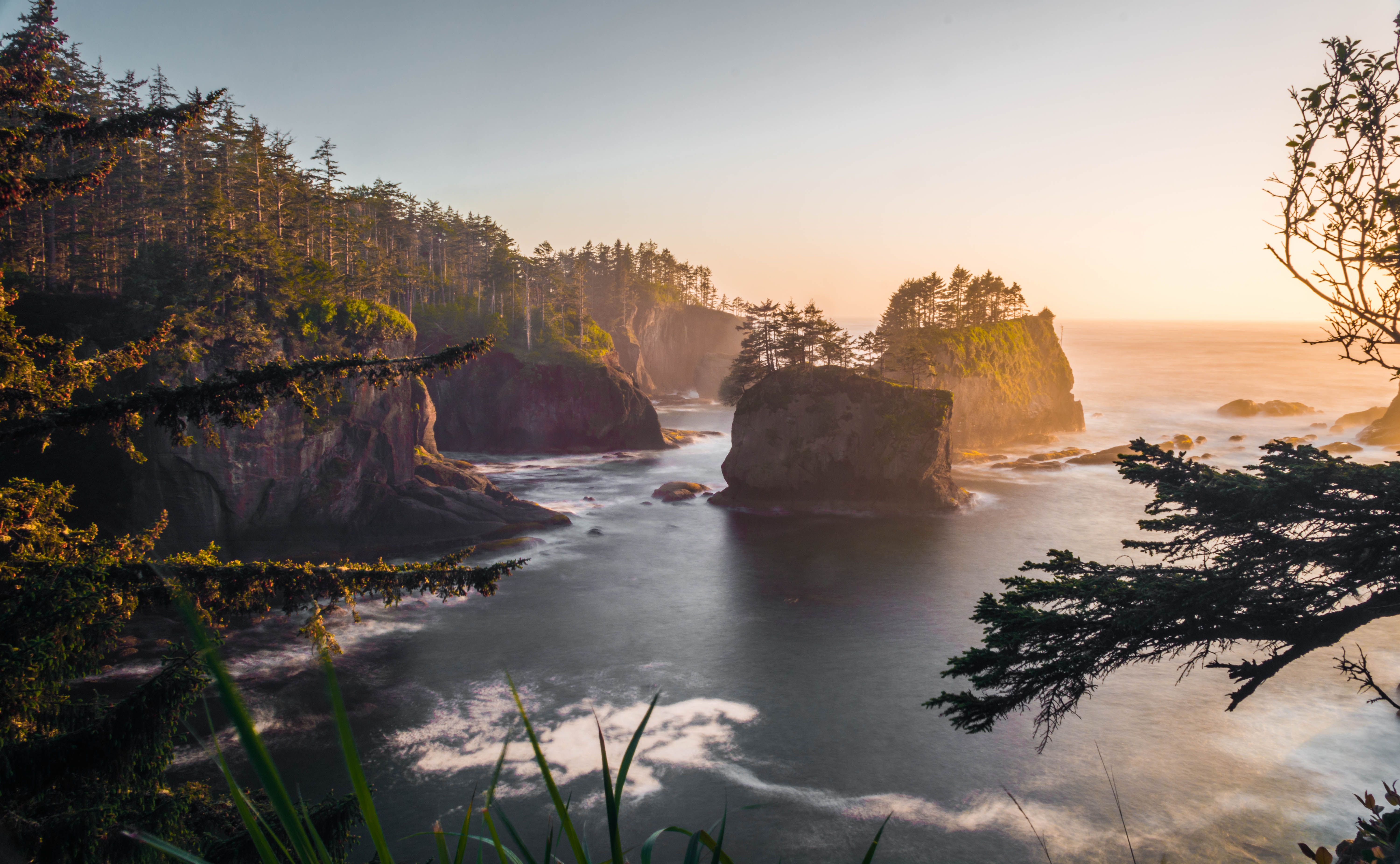 Evergreen trees lining a rugged coastline at dusk